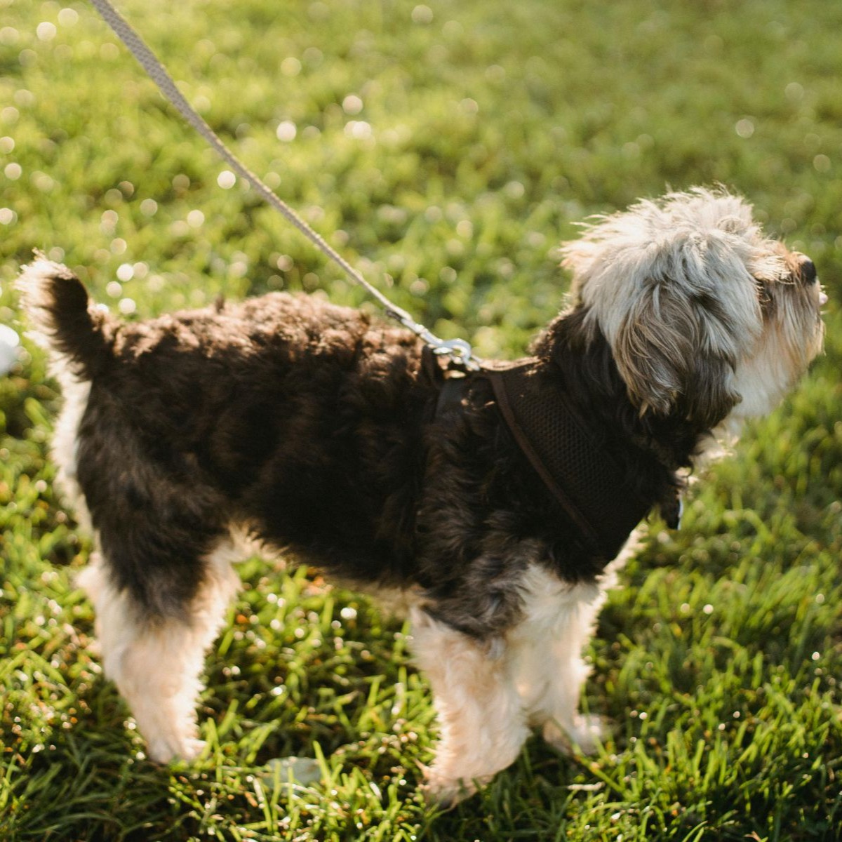 pet-services